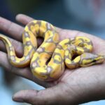 Banana Ball Python