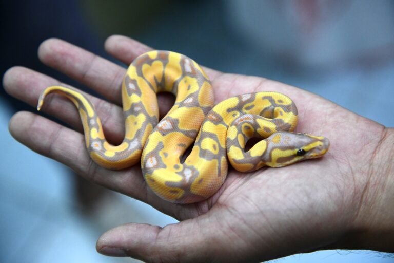 Banana Ball Python