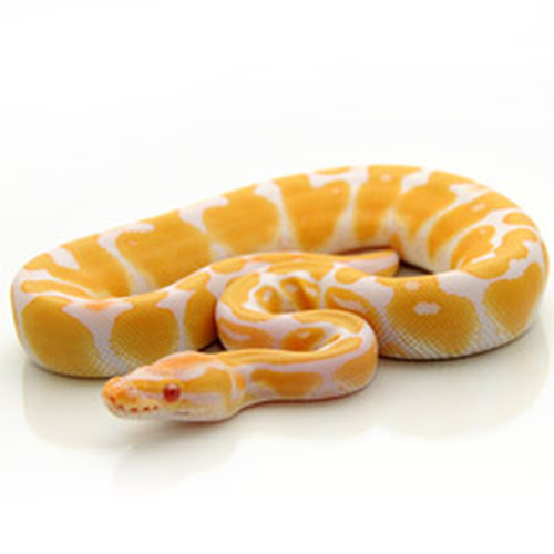 Banana Ball Python